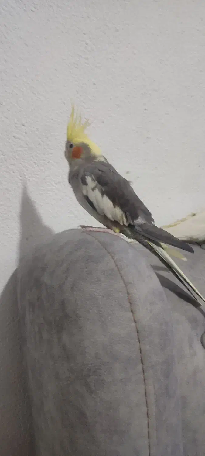 عروس هلندی|پرنده|رشت, نظری|دیوار