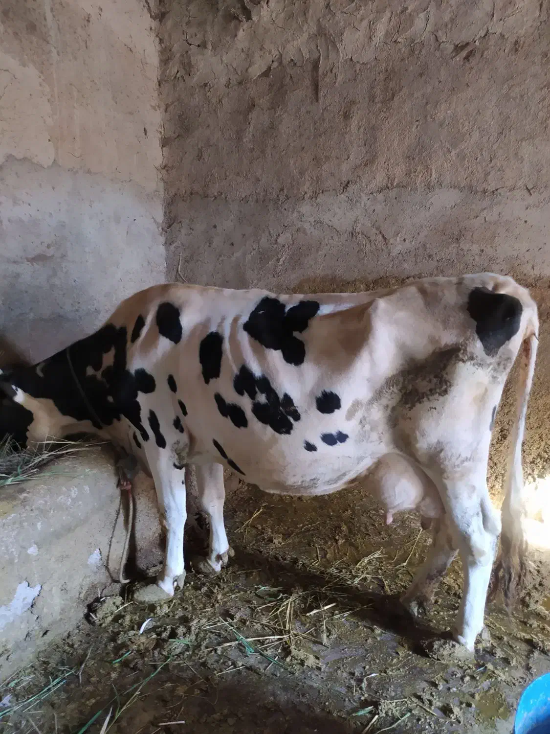 گاو سراب|حیوانات مزرعه|زنجانرود, |دیوار