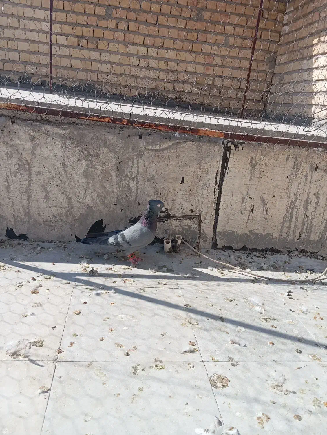کفتر یا کبوتر|پرنده|مرودشت, فاز دوم شهرک فرهنگیان|دیوار
