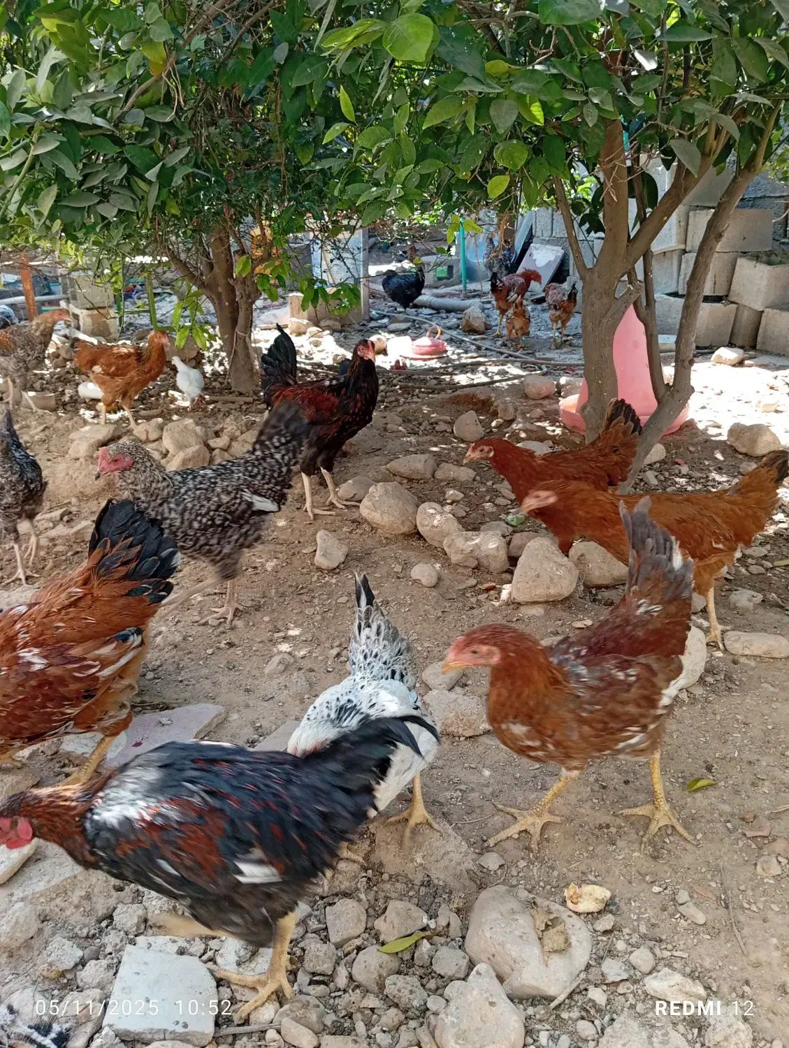 تعداد مرغ محلی فروشی|حیوانات مزرعه|کنار تخته و کمار, |دیوار