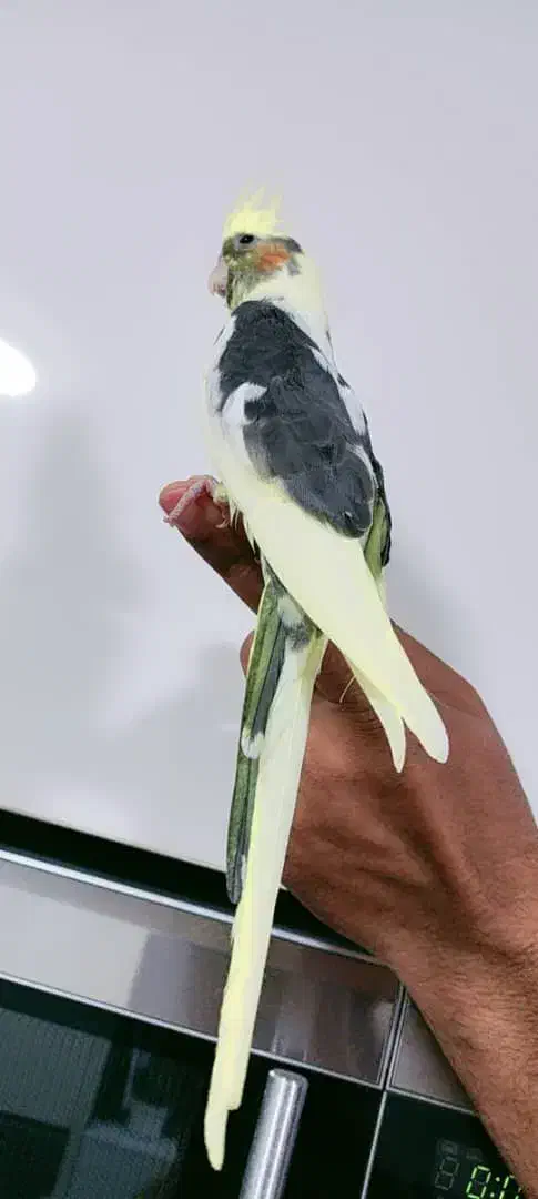 عروس هلندی ماده|پرنده|بندرعباس, |دیوار