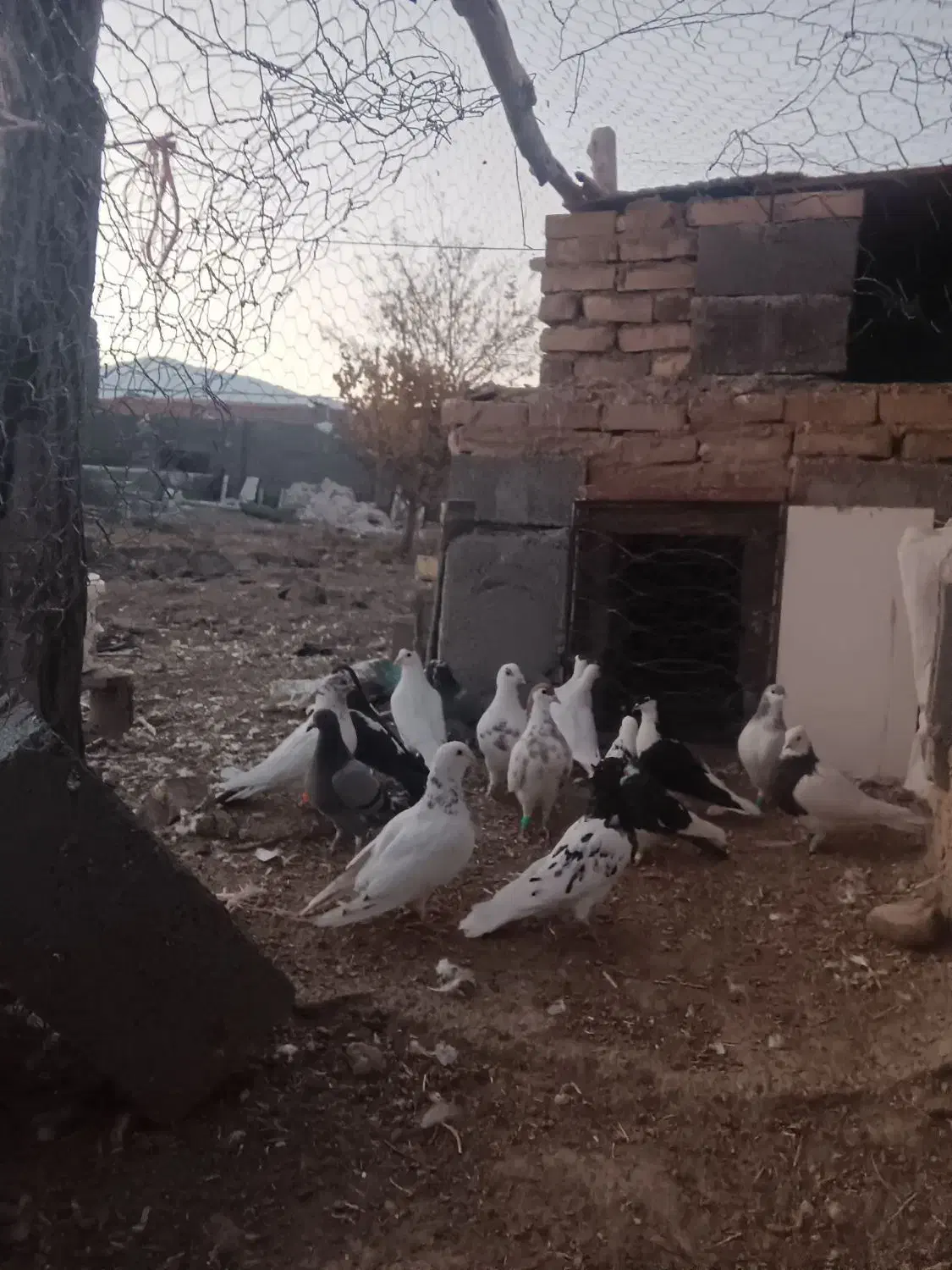 ۱۷تاکبوتر پرشی زدوخوردی|پرنده|تربت جام, میان جام|دیوار