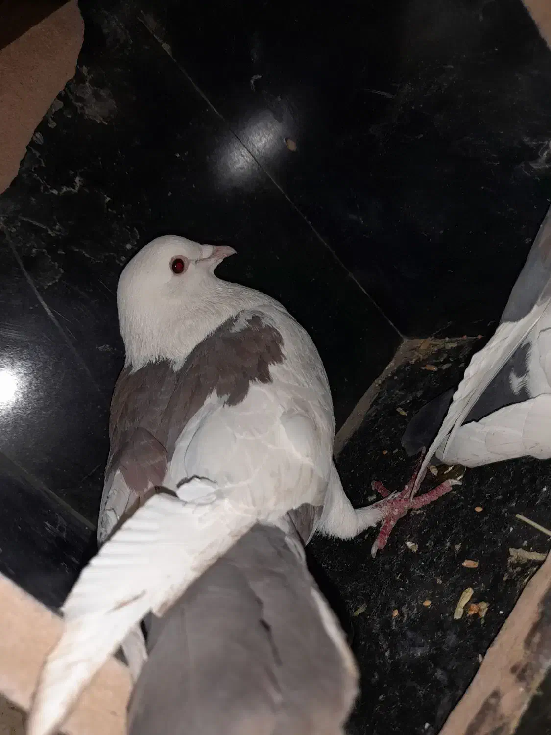 جفت خال چپ و پشت خال|پرنده|فردوس (خراسان), |دیوار