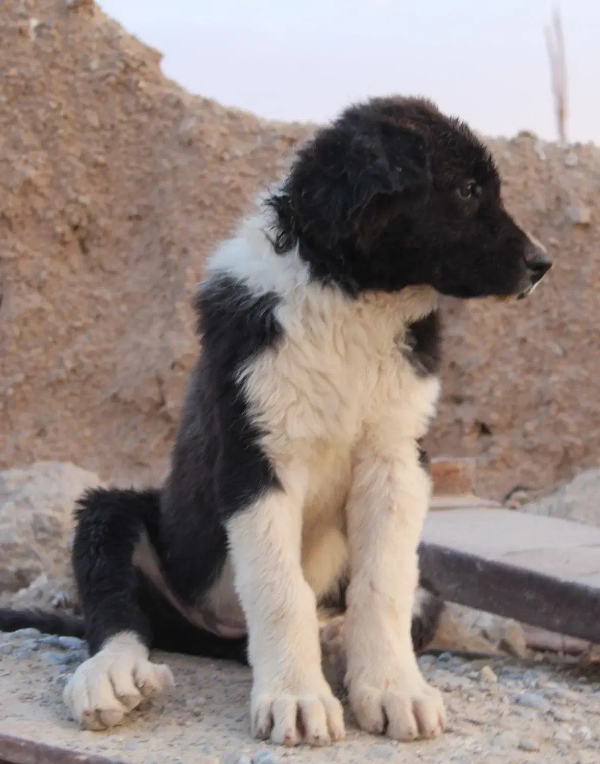 سگ قدرجونی ماده قهدریجانی|سگ|شهرضا, |دیوار