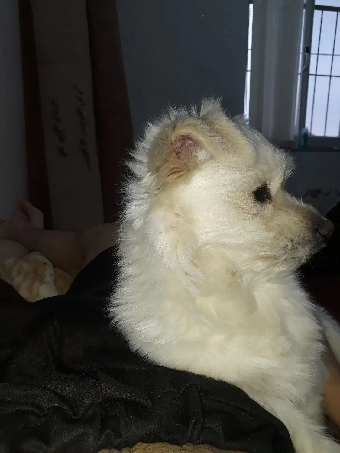 سگم گمشده|حیوانات|لاهیجان, پردسر|دیوار