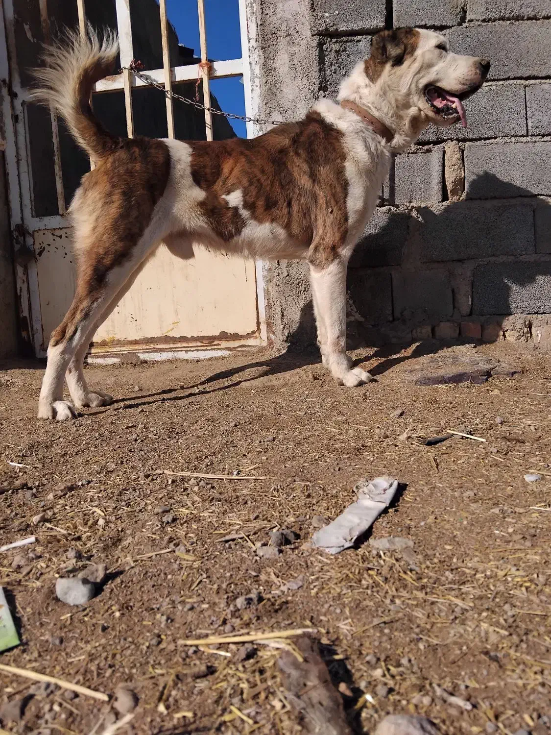 واگذاری سگ|سگ|زرندیه, |دیوار