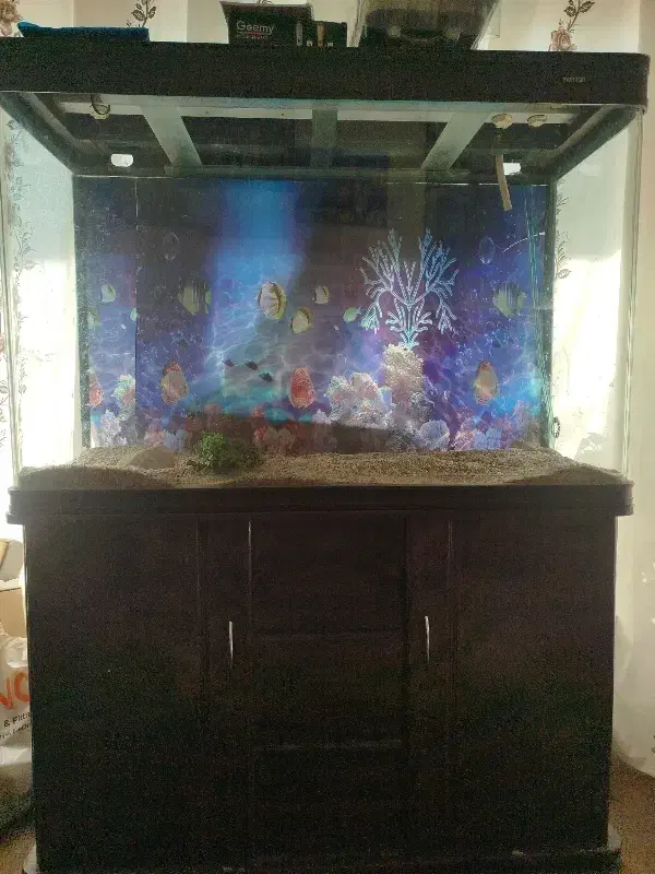 فروش فوری آکواریوم|ماهی|ابریشم, |دیوار