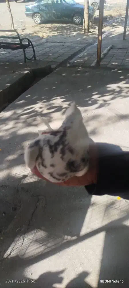 کبوتر|پرنده|بافق, |دیوار