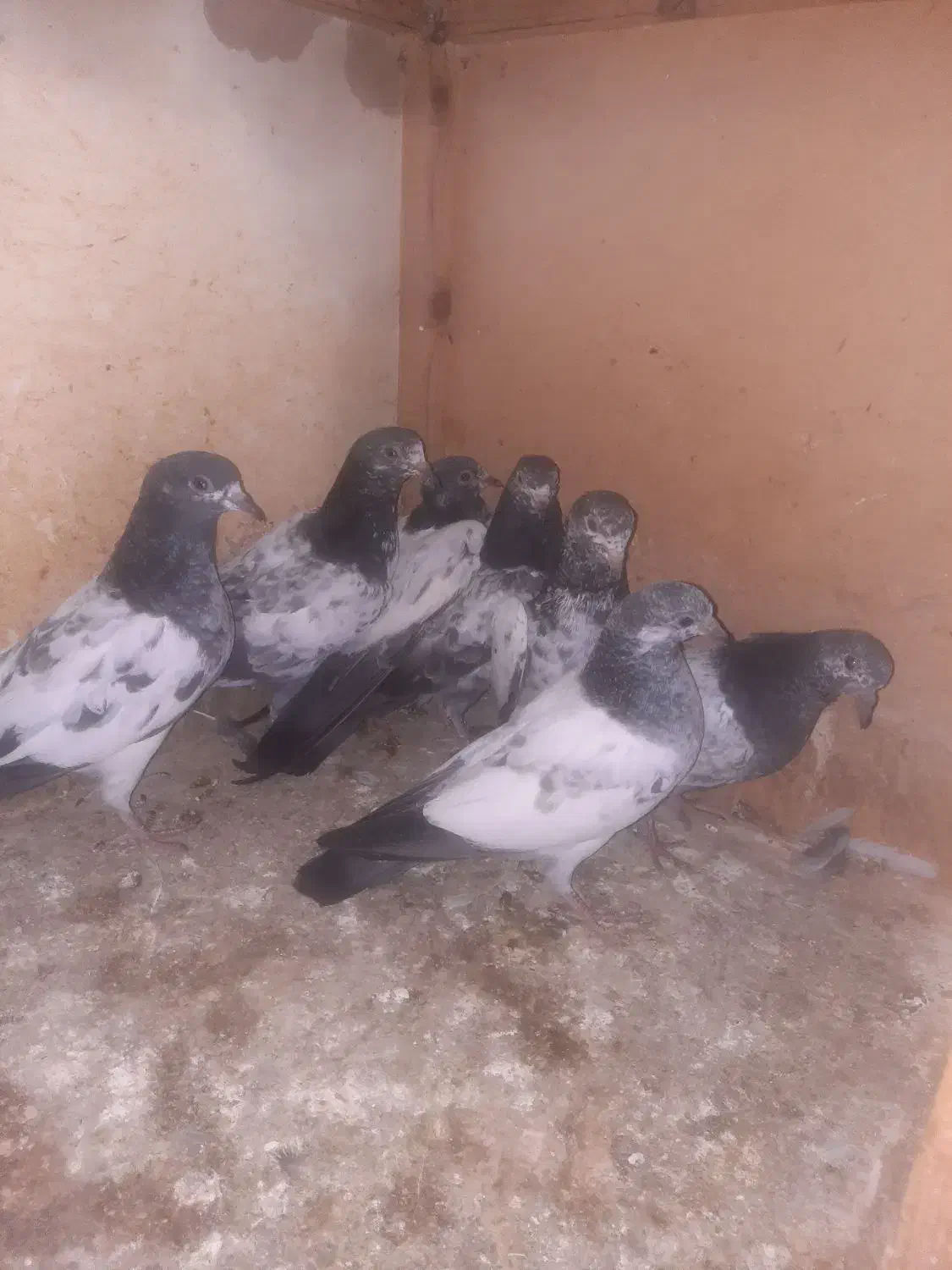 ۱۷ تا کبوتر آس و تضمینی|پرنده|خان ببین, |دیوار