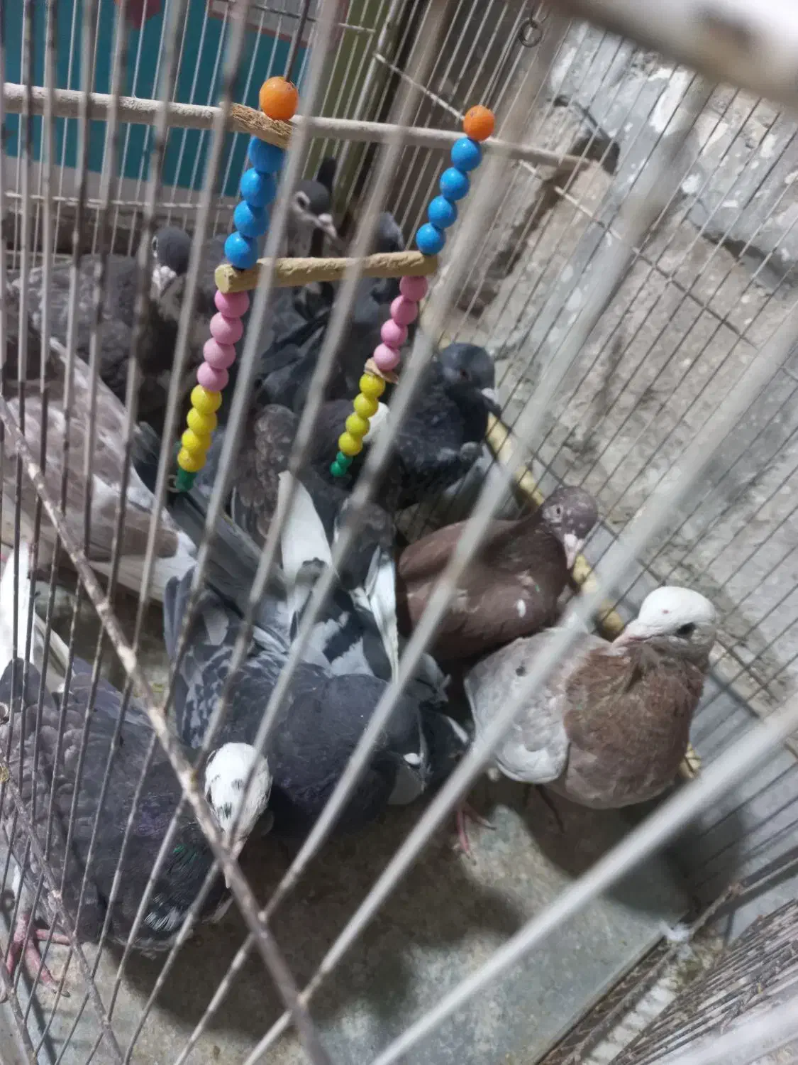 کبوتر ارزون|پرنده|جوین, |دیوار