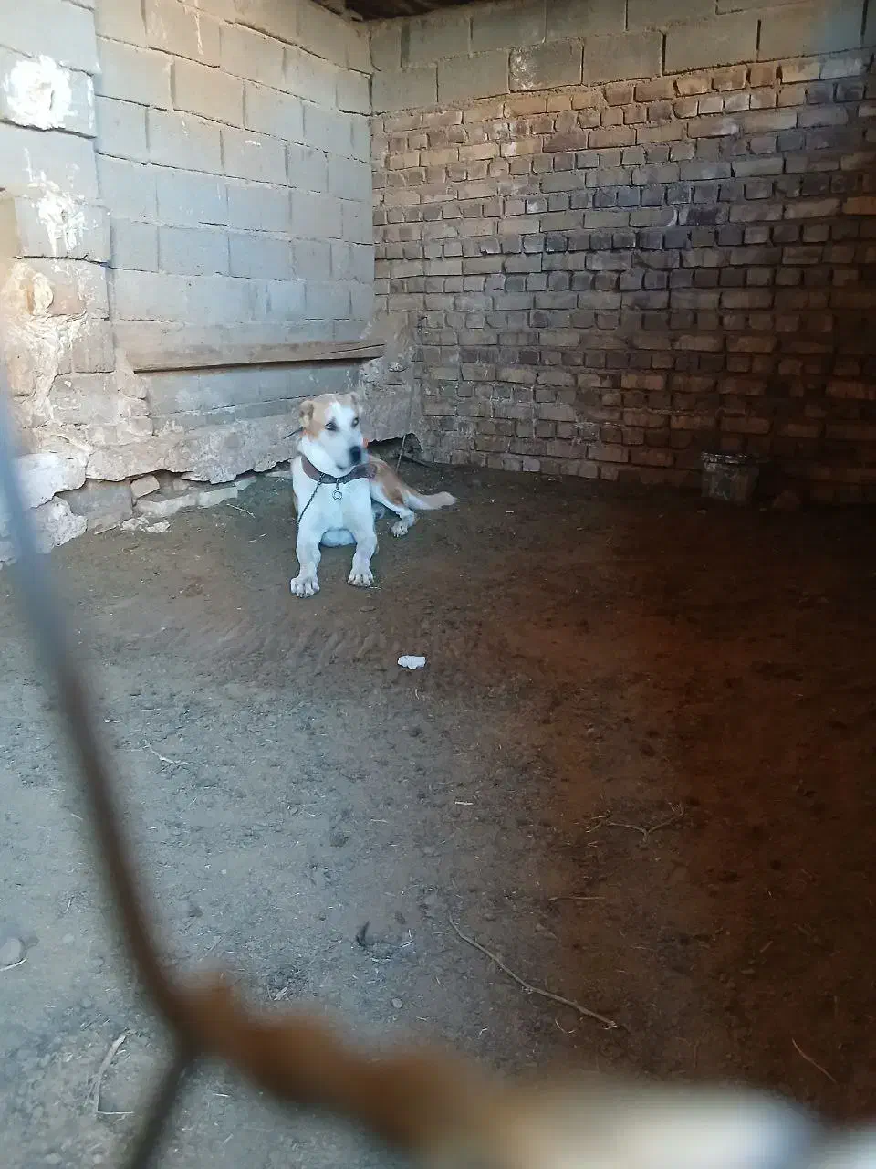 سگ گوسفندی جوان|سگ|تربت جام, جامرود|دیوار