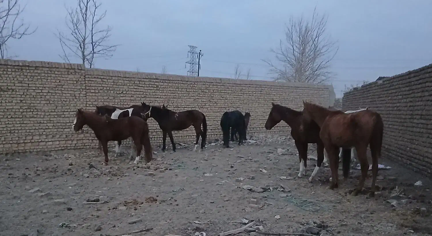 حراجی بانک اسب|اسب و تجهیزات اسبسواری|مشهد, شهرک صنعتی توس|دیوار