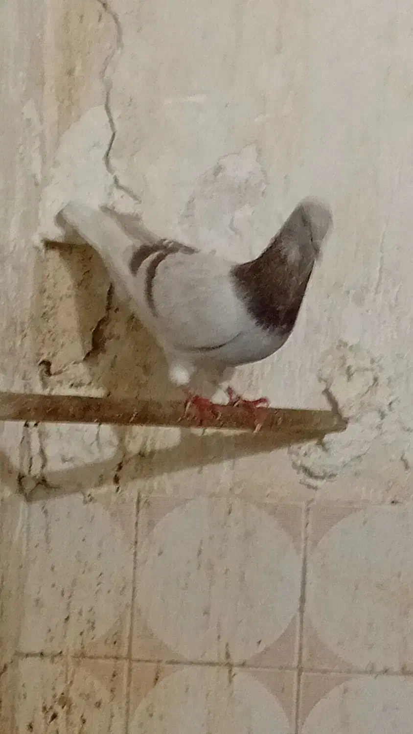 کبوتر نر پیازی|پرنده|خنج, |دیوار