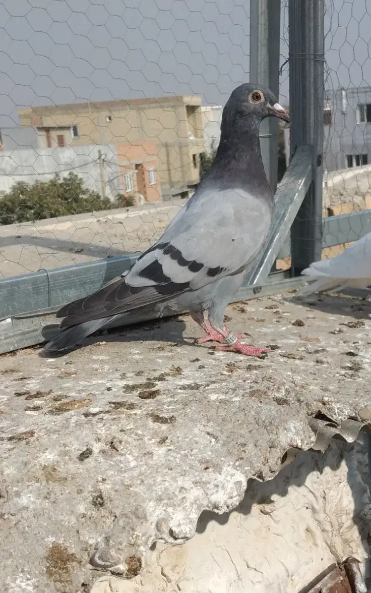 پرنده کبوتر سوسکی سبز|پرنده|گنبد کاووس, |دیوار