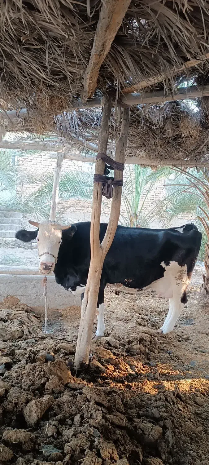 فروش سه راس گاو اصیل خارجی|حیوانات مزرعه|جره و بالاده, |دیوار