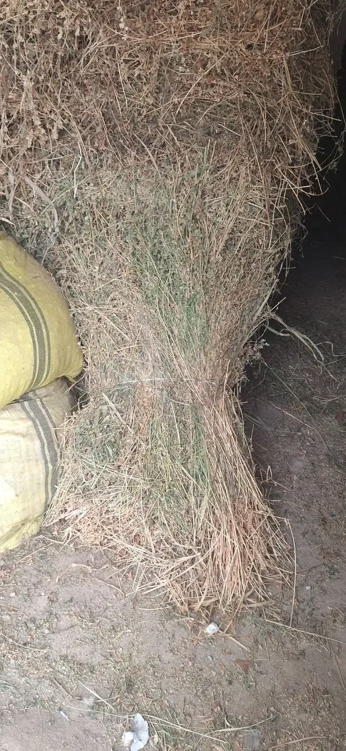 یونجه درجه یک|خدمات باغبانی و درختکاری|مشگین شهر, |دیوار