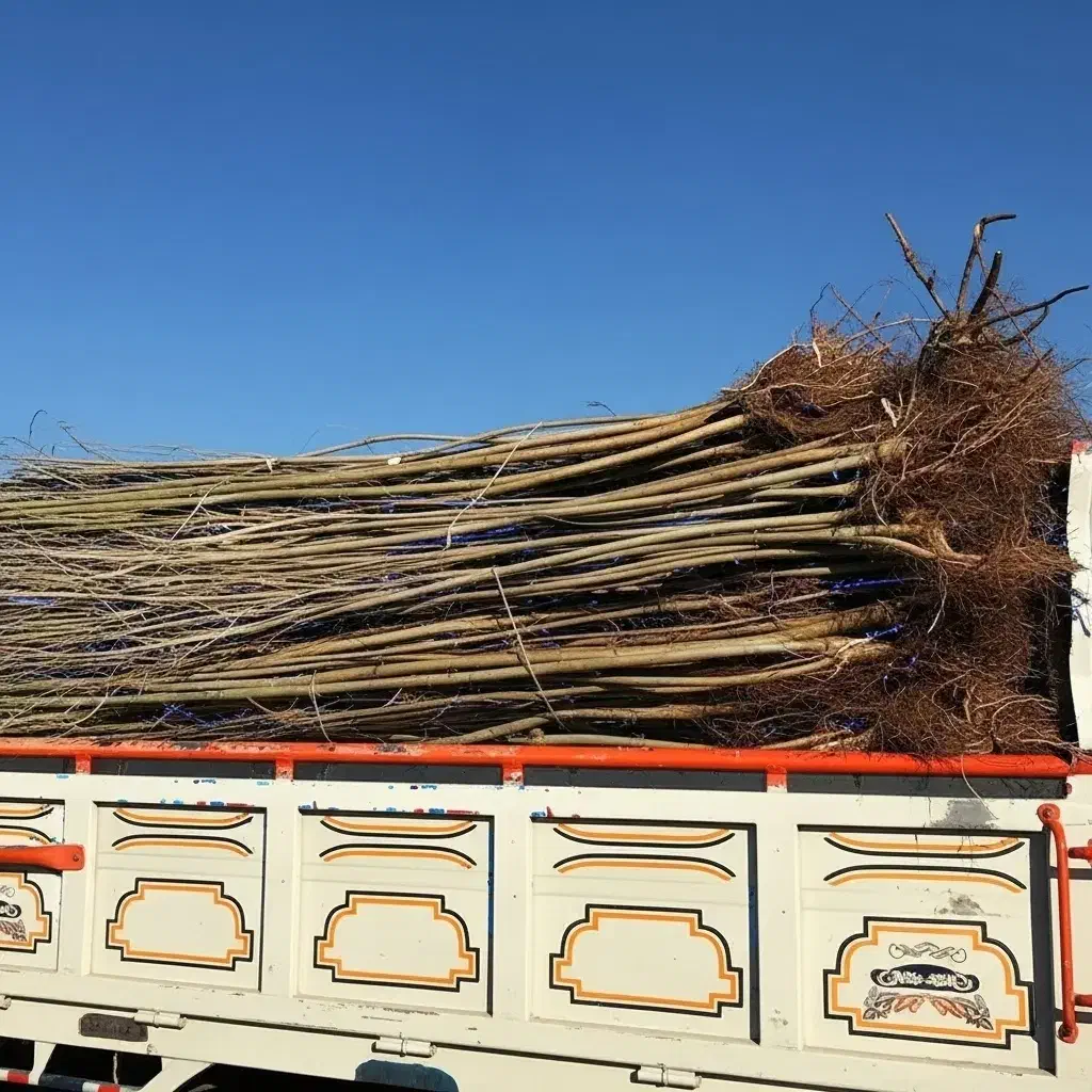 نهال کبوده درجه یک برای تولید چوب و فضای سبز|عمدهفروشی|کلاردشت, |دیوار