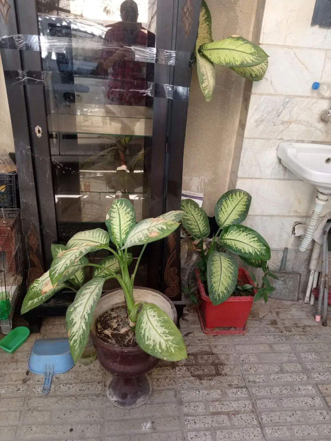 گل دیفن باخی|گل و گیاه طبیعی|کرمانشاه, |دیوار