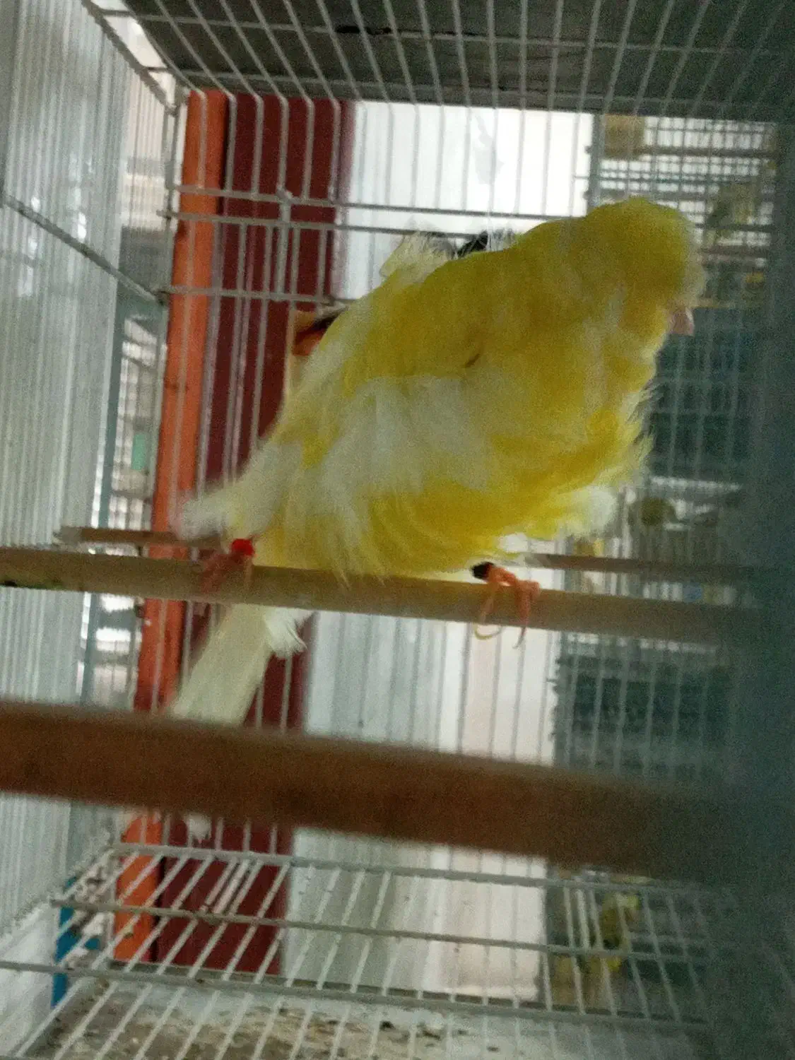 قناری فر شامپیون نر بخوان|پرنده|رشت, نیکمرام|دیوار