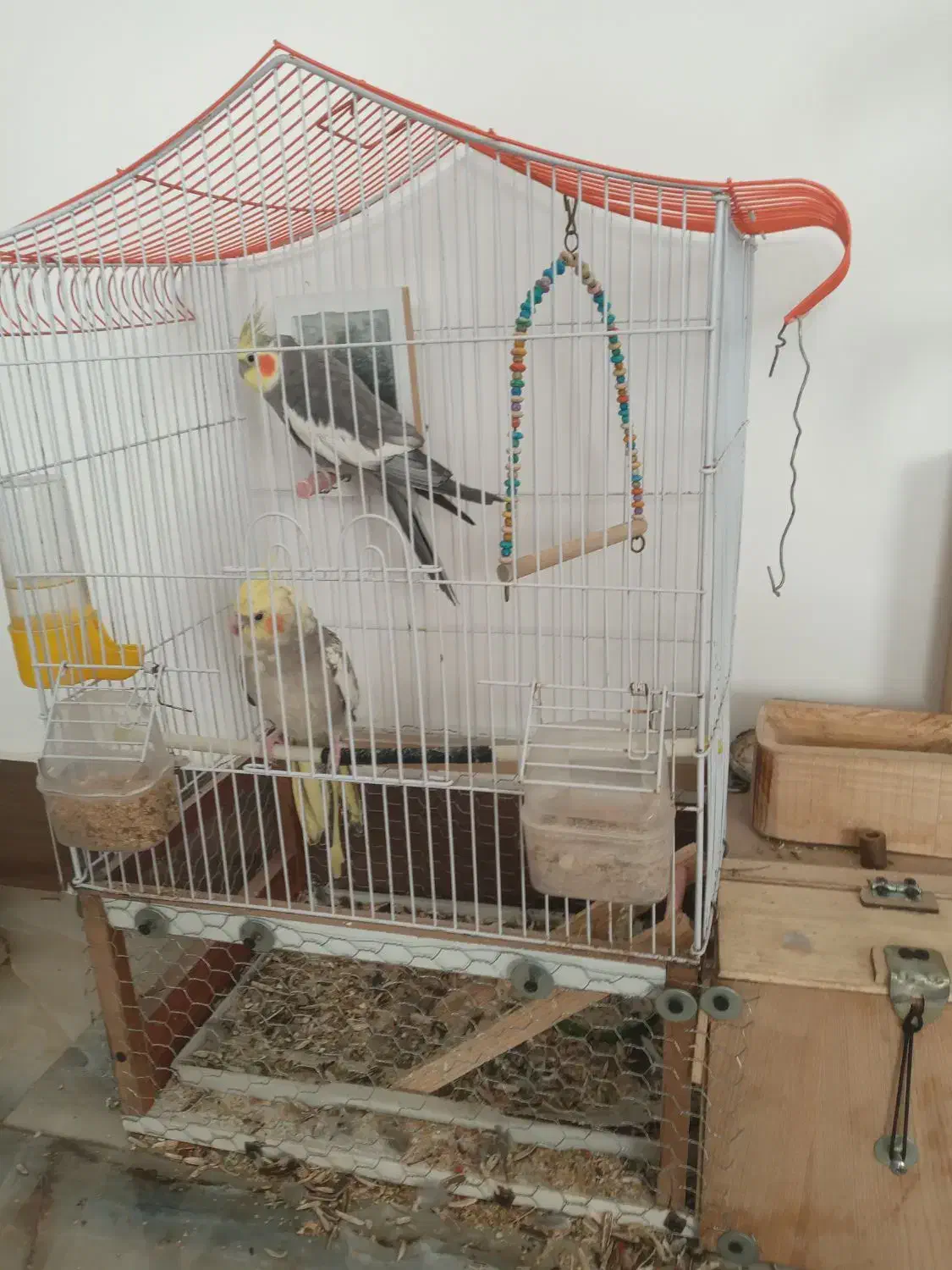 عروس هلندی|پرنده|نکا, |دیوار