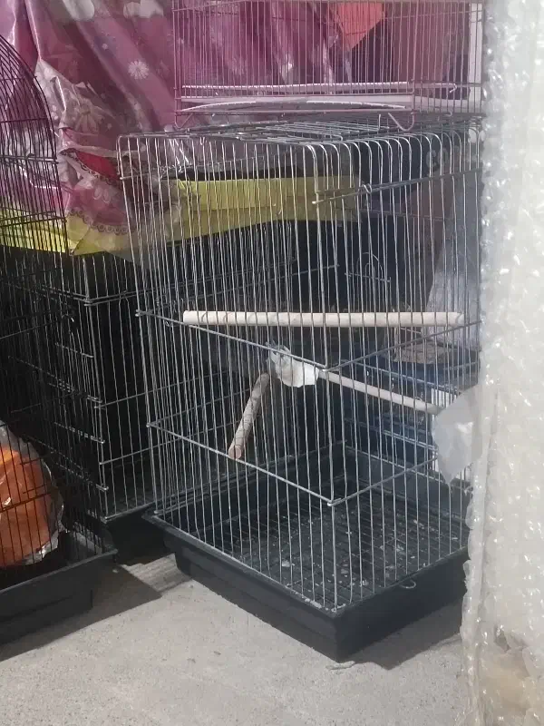 قفس پرنده|لوازم جانبی حیوانات|دوگنبدان, |دیوار