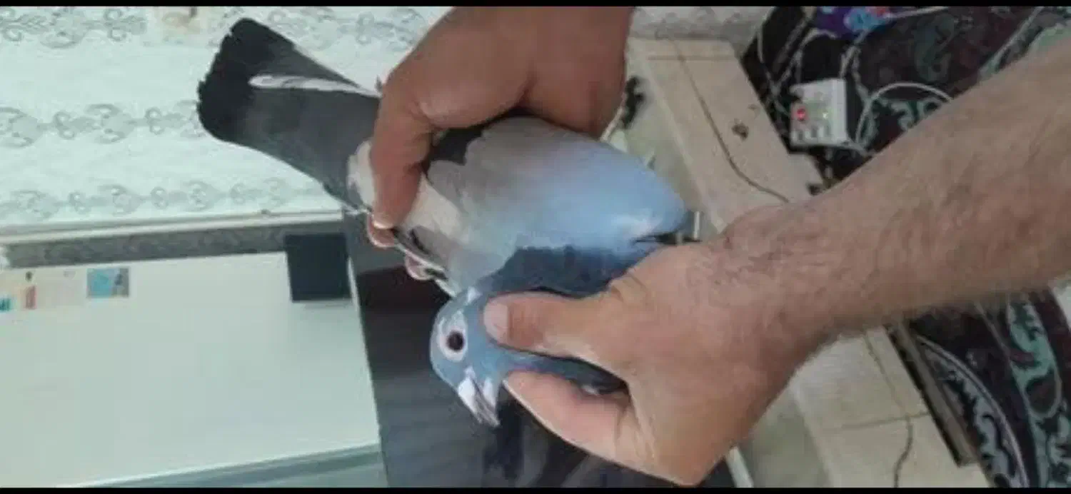 گودوبر ماده گمش کردم|حیوانات|اردبیل, |دیوار