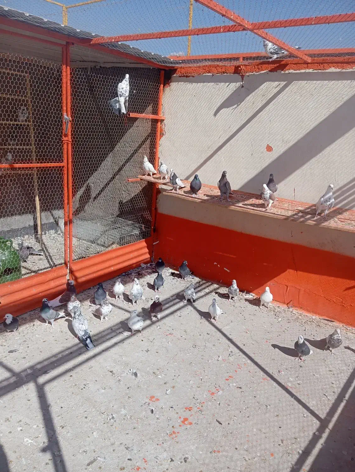 فروش|پرنده|محلات, |دیوار