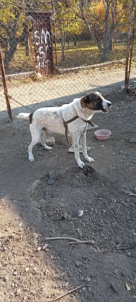 دزدیده شده|حیوانات|زنجان, |دیوار