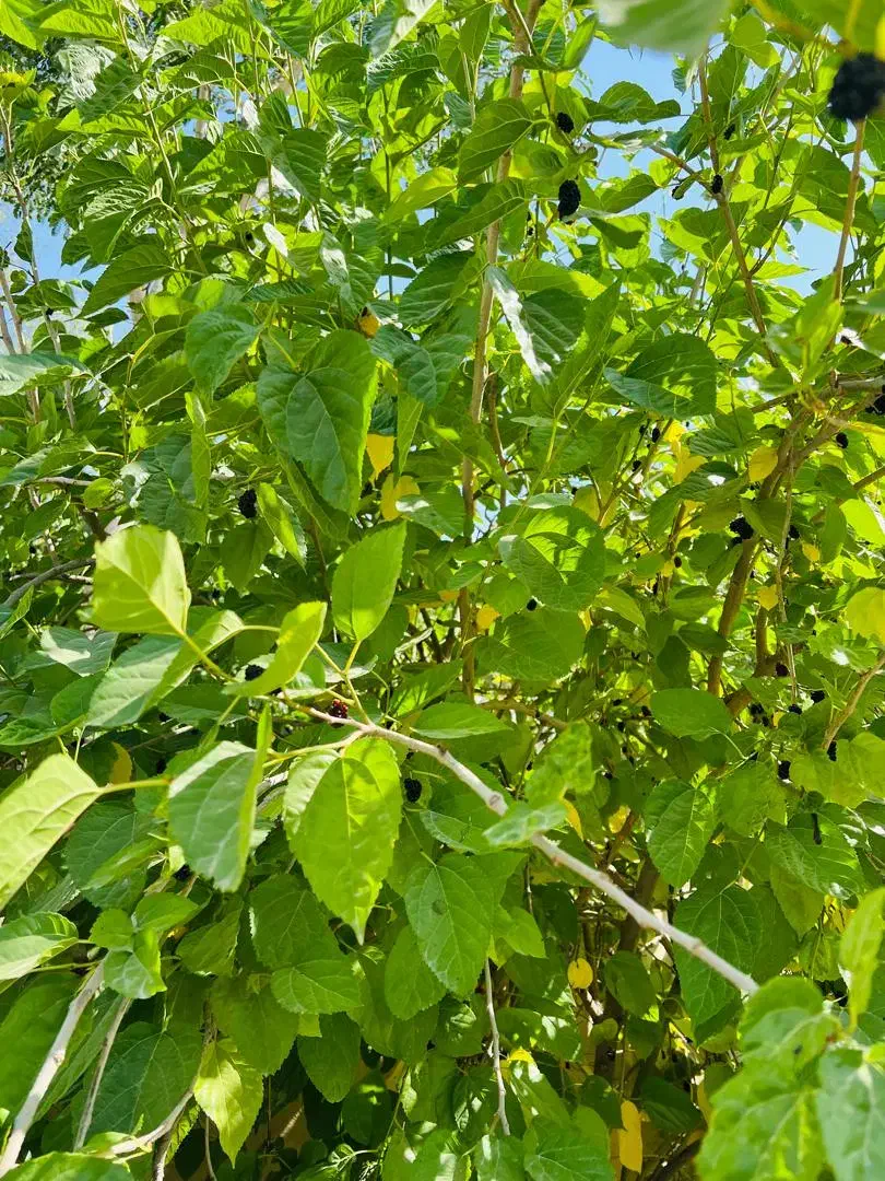 فروش باغ خان زنیان|فروش خانه و ویلا|ارژن, |دیوار