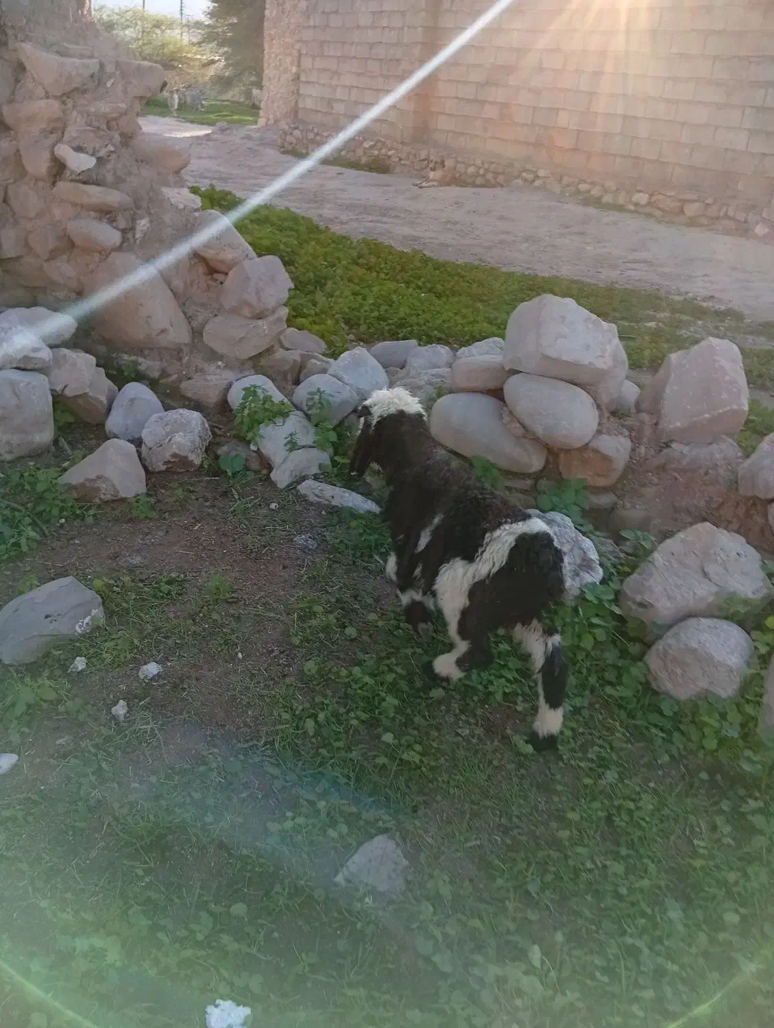 بره نر|حیوانات مزرعه|مسجد سلیمان, |دیوار