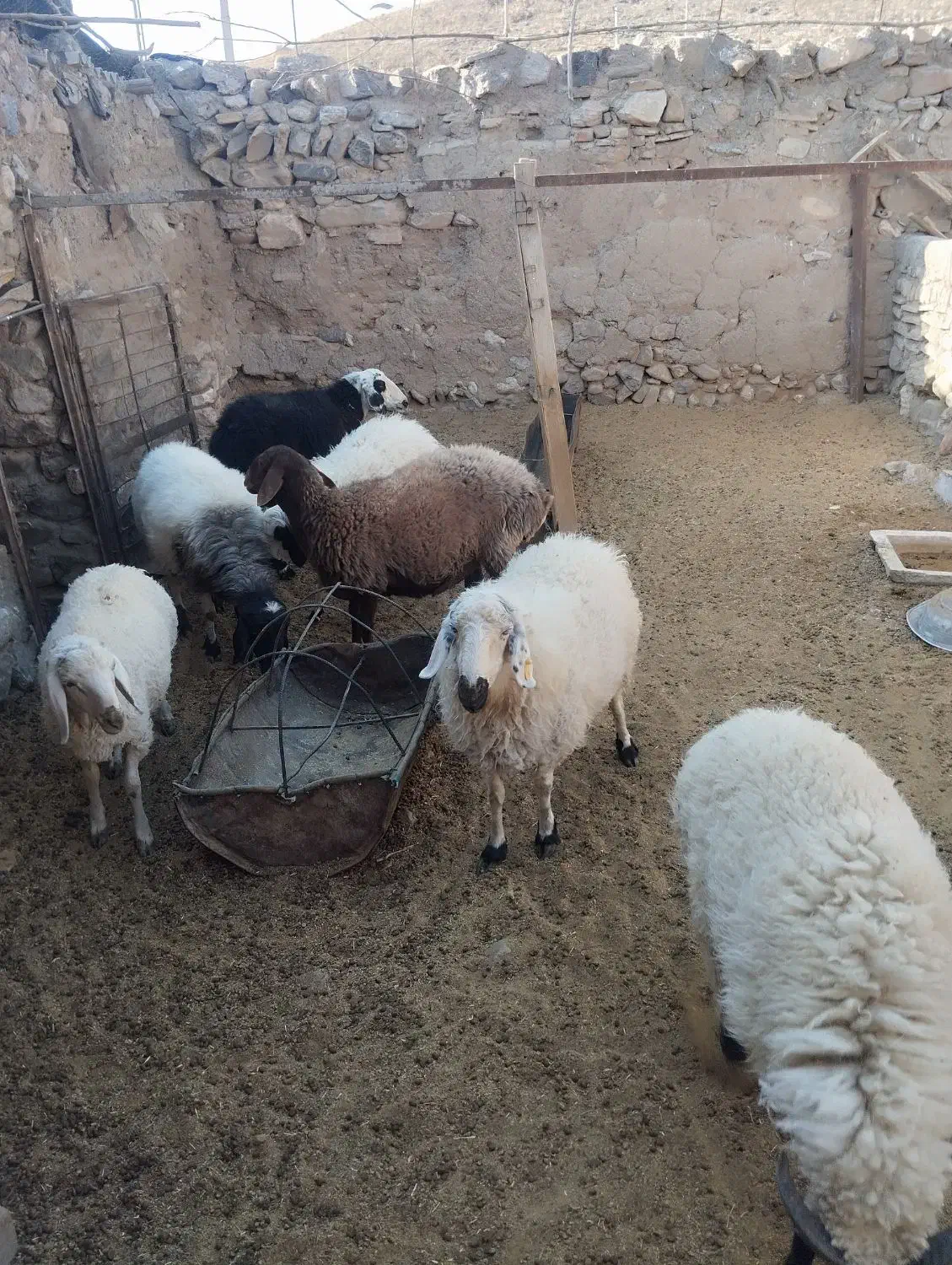 فروش گوسفندافشاراصل|حیوانات مزرعه|کیانشهر, |دیوار