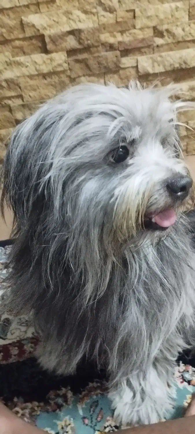 واگذاری توله خیلی فوری|سگ|بندرعباس, |دیوار