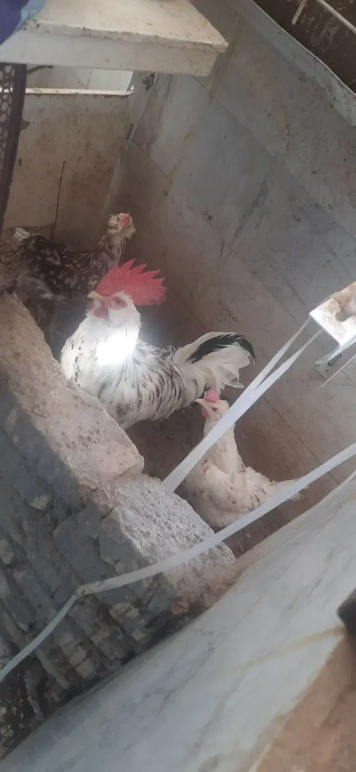 دوتا مرغ گلین و یک خروس|حیوانات مزرعه|قم, پردیسان|دیوار