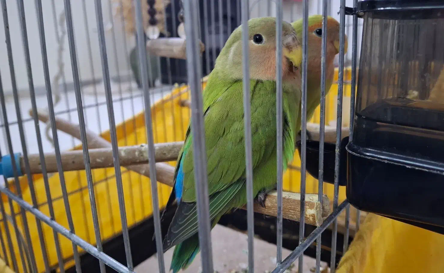 طوطی برزیلی دستی|پرنده|تهران, والفجر (افسریه)|دیوار