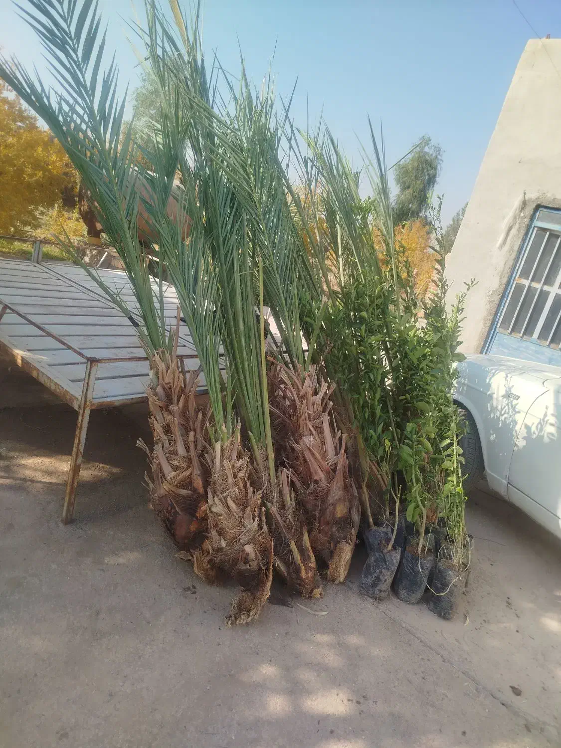 فروش پاجوش و نخل بزرگ|خدمات باغبانی و درختکاری|آران و بیدگل, |دیوار