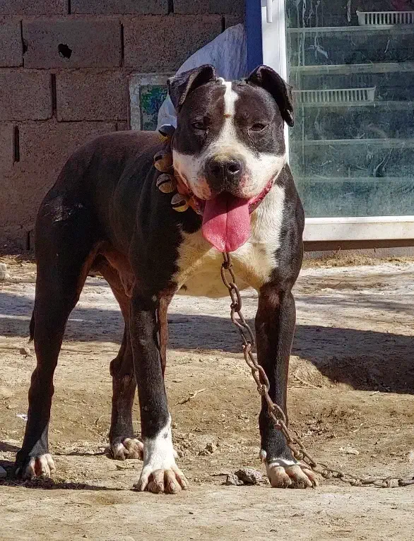 سگ نگهبان|سگ|جغتای, |دیوار