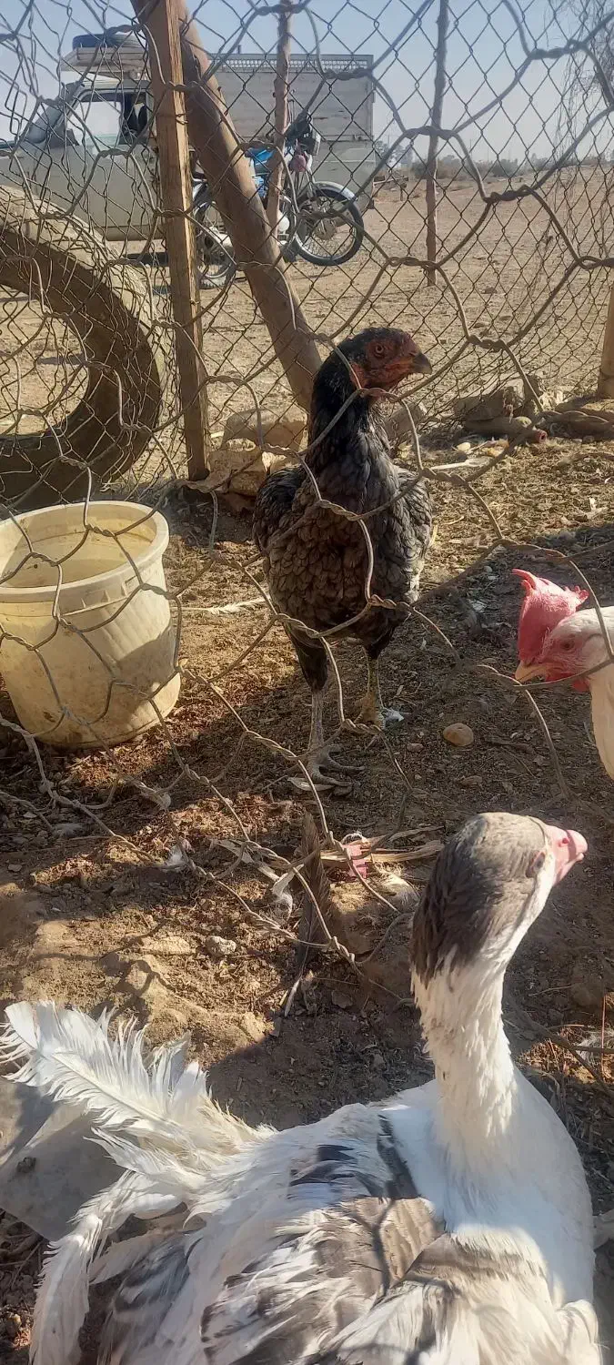 مرغ لاری خروس بوقلمون|حیوانات مزرعه|جعفرآباد, |دیوار