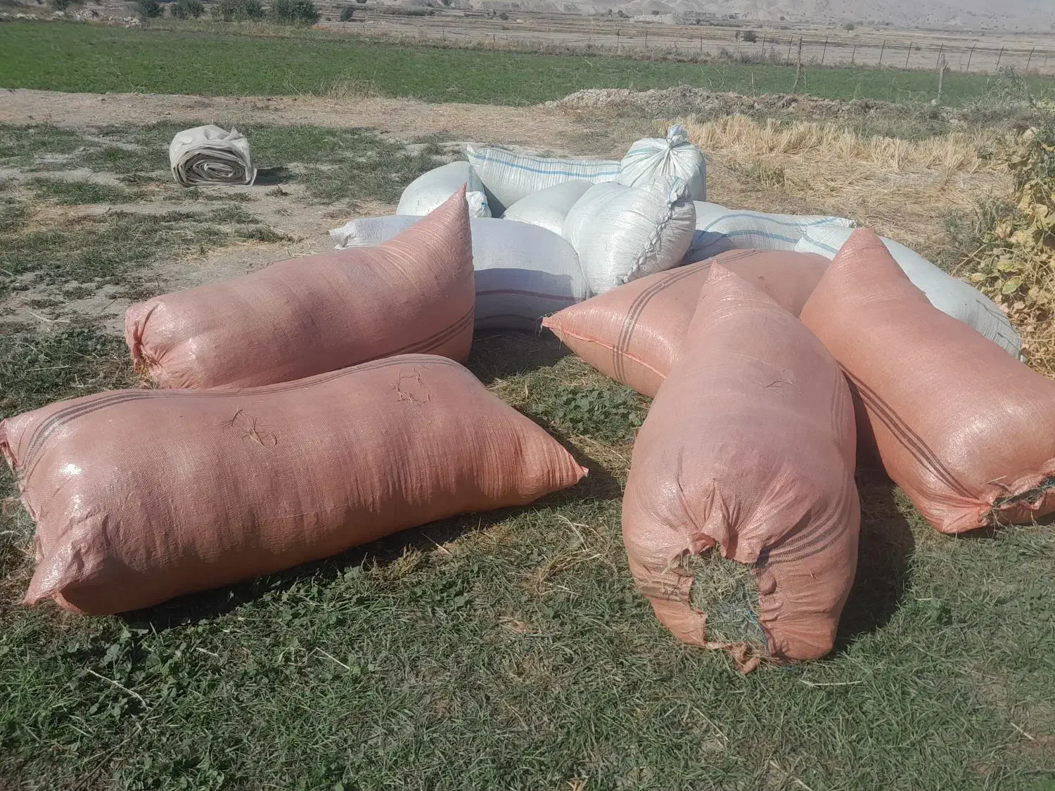 فروش یونجه گرفته آماده 500 کیلو و کاه ماشک گرفته|خدمات باغبانی و درختکاری|چرام, |دیوار