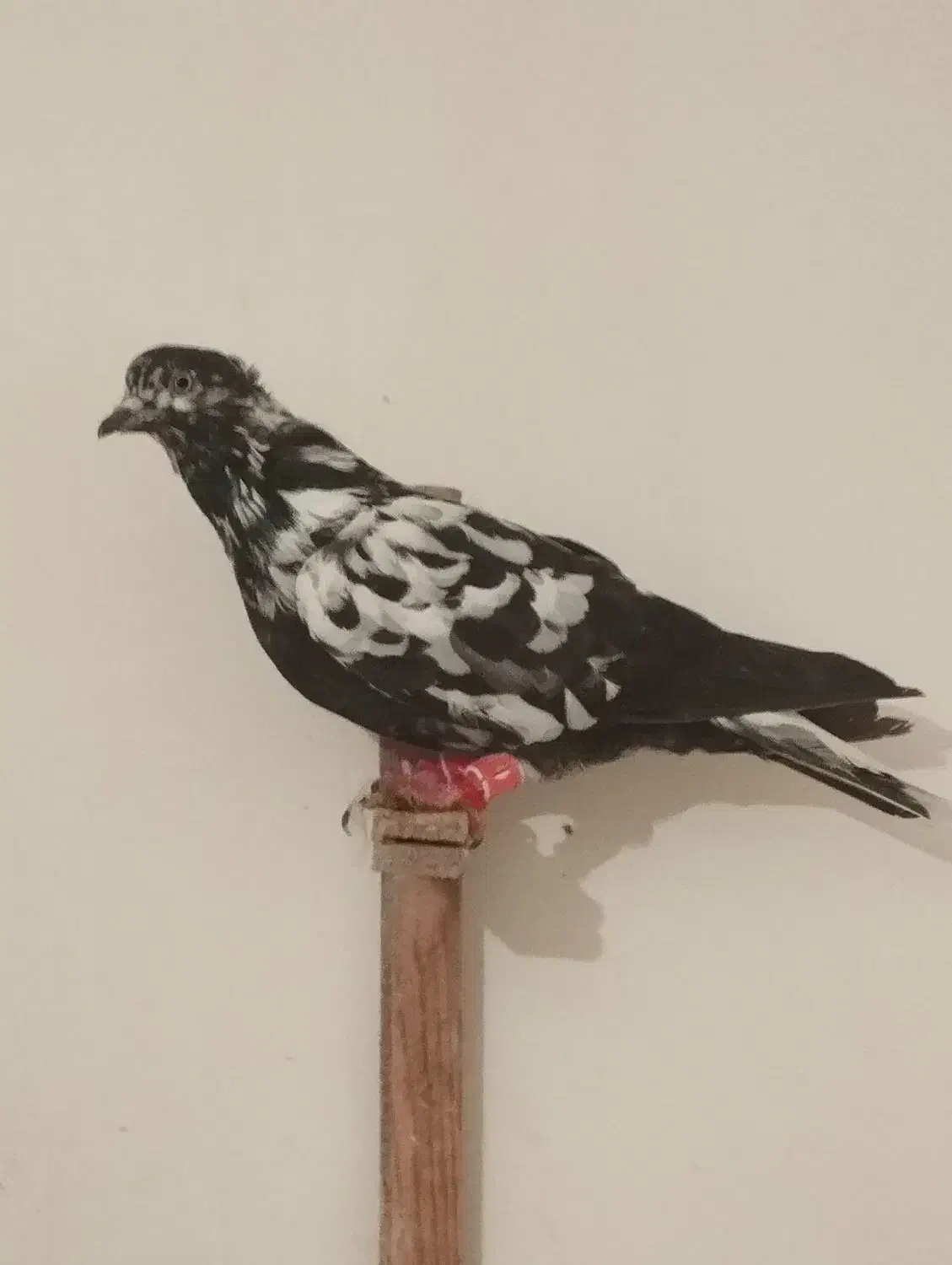 چهار عددکفترپرشی عالی|پرنده|مشهد, نوده|دیوار