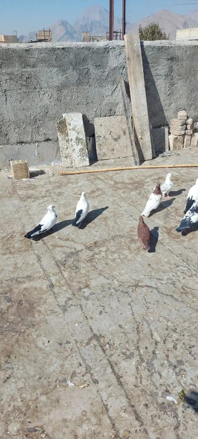 ۵۲ عدد پرشتی|پرنده|خرم‌آباد, |دیوار