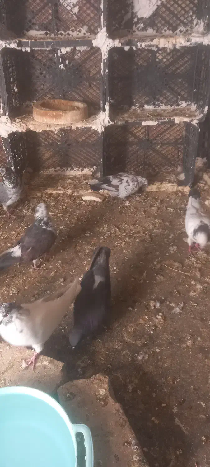 کفتر یا کبوتر|پرنده|ملایر, |دیوار