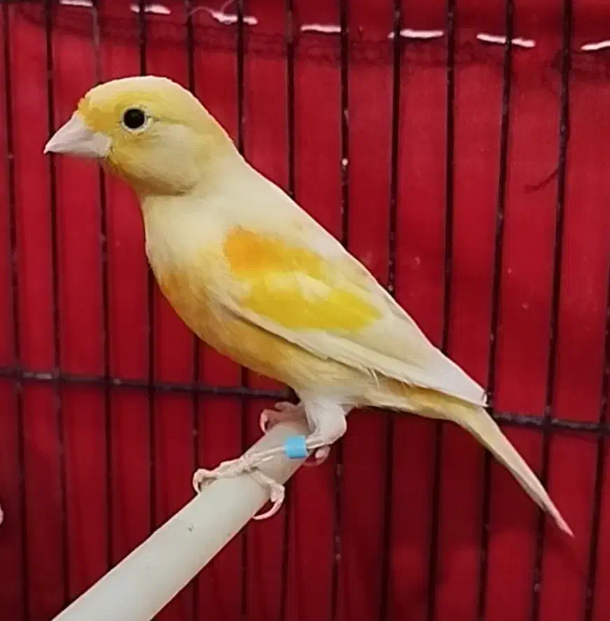 قناری|پرنده|کوهدشت, |دیوار