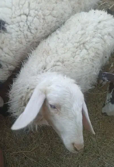 میش و بره|حیوانات مزرعه|کرمان, |دیوار