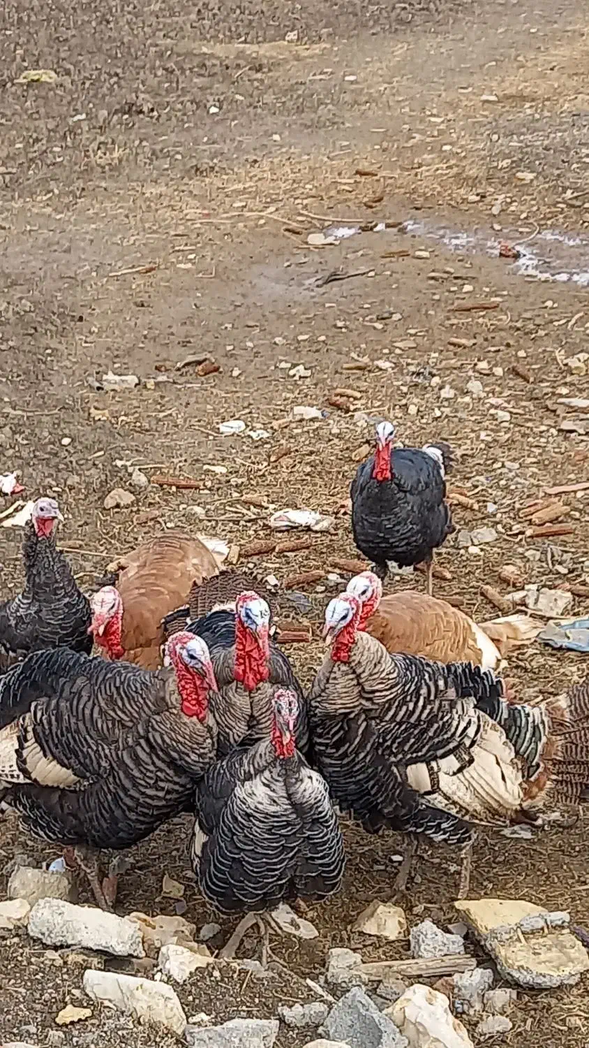 بوقلمون چاق|حیوانات مزرعه|ماهیدشت, |دیوار