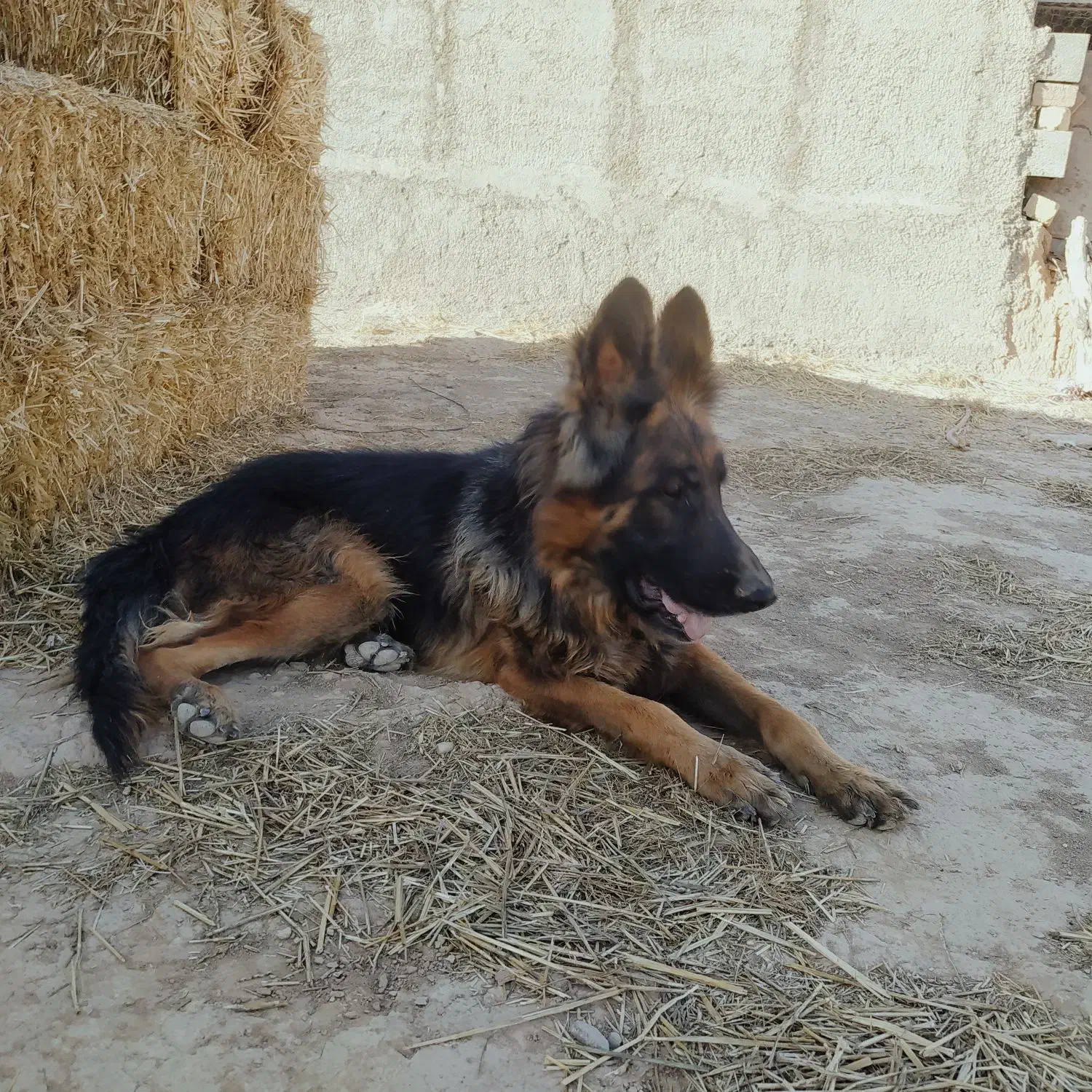 فروش سگ ژرمن|سگ|شاهرود, |دیوار