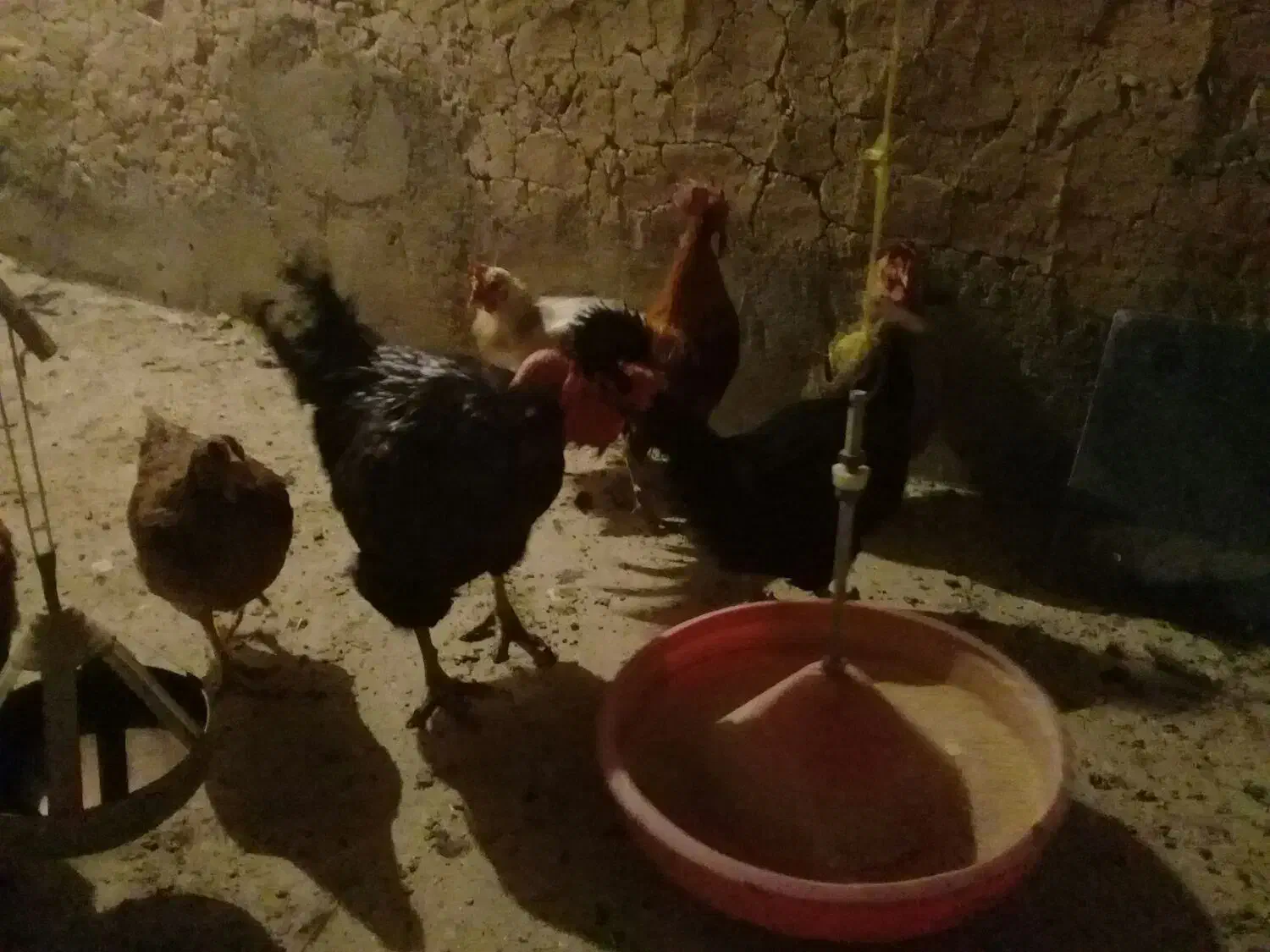 فروش مرغ و خروس|پرنده|قهستان, |دیوار