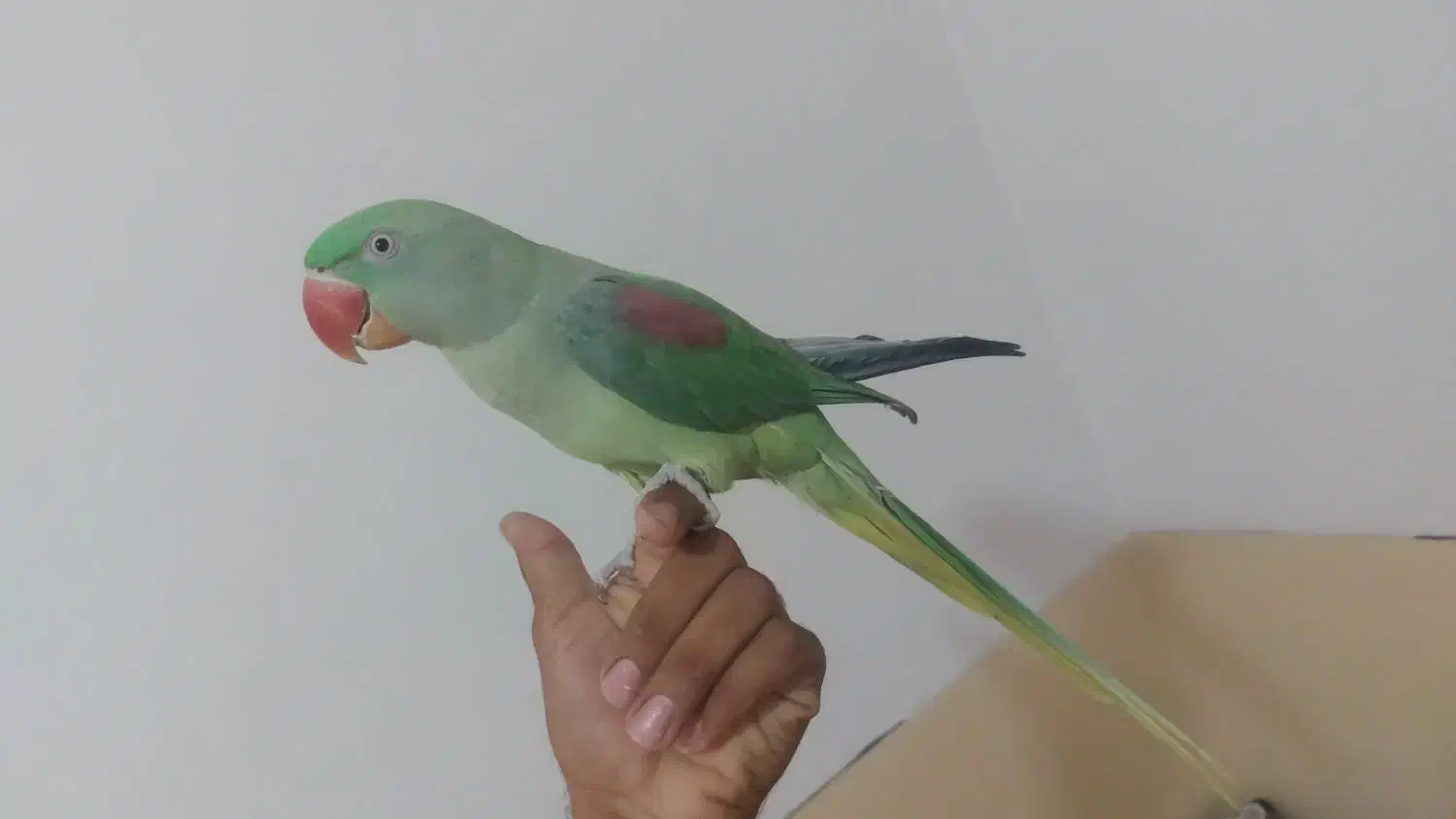 شاه طوطی|پرنده|بیرجند, |دیوار