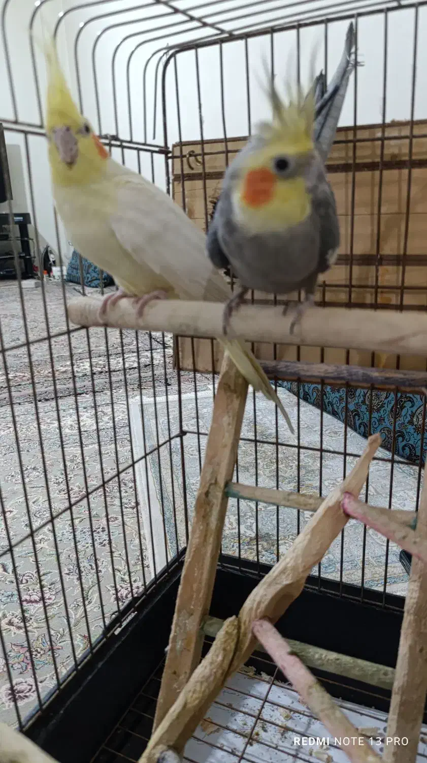 دوعدد عروس هلندی|پرنده|فردیس, شهرک ۱۱۰|دیوار