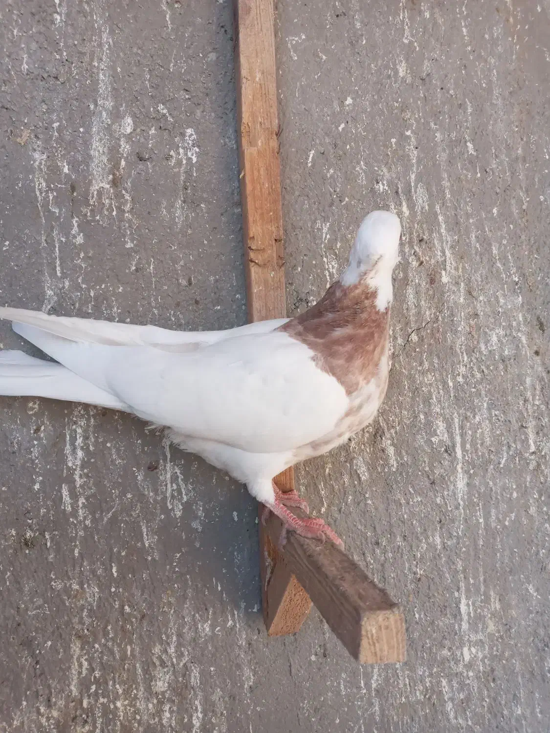 کبوتر طوقی|پرنده|قزوین, |دیوار