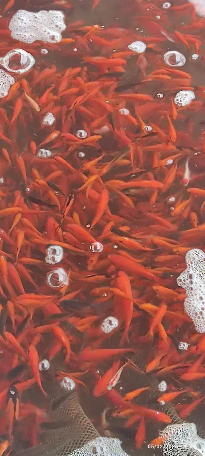 ماهی قرمز|ماهی|رشت, کوی مهر|دیوار